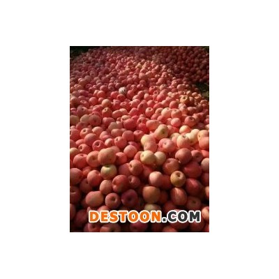 山东苹果产地大量低价出售山东库存红富士苹果