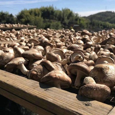 250g有机香菇 香菇干货食用菌产地批发新鲜干蘑菇冬菇厂家