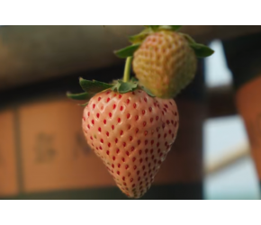 【水果猎人】逛完珠海邻居家草莓园，刷新你对草莓的认知！
