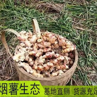 新鲜大黄姜 生姜包邮 农家种植 抗病能力强 产量高