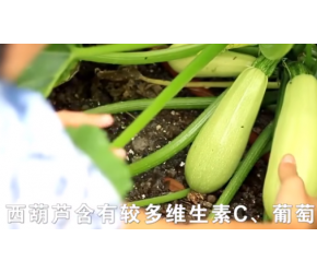 【西葫芦】的一生｜现代农业种植和收获西葫芦｜蔬菜中的钙片