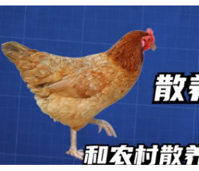 打激素的鸡你敢吃吗？我们平时吃的速生鸡，难道都是抗生素鸡？