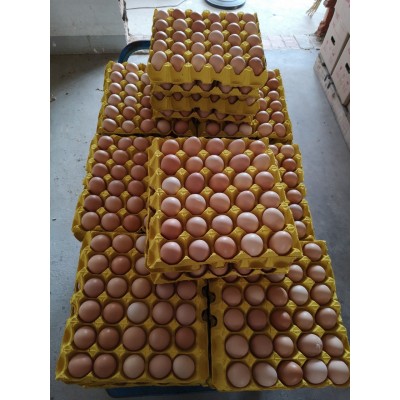 农二，农五虫草土鸡蛋，420/箱，净重38斤—47斤，日捡日发
