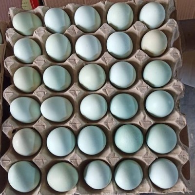 【中号】五黑鸡绿壳鸡蛋丨420枚/箱毛重43—44斤蛋黄大蛋液粘稠