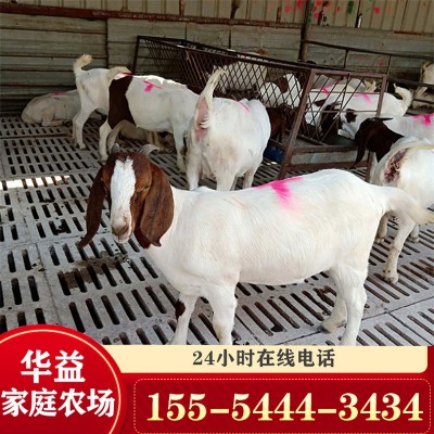 波尔山羊 肉羊 小羊羔 山羊批发活羊多少钱一斤养殖场批发