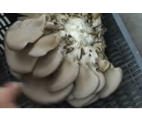 平菇的一生｜现代农业种植和收获蚝菇