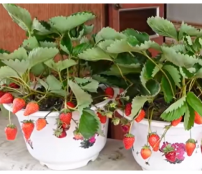 太厉害了，花盆里竟然还可以种草莓，伸手就能吃到