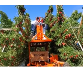 墨西哥唯美苹果农场，果树高达4米，两侧像豆腐块一样整齐