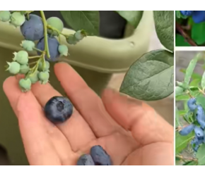 专家研究发现可以治疗小儿厌食症的小浆果，酷似蓝莓却不是蓝莓