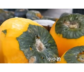 韩国大型南瓜食品加工厂，用南瓜制作传统的饮品，没想到南瓜还能这样吃？