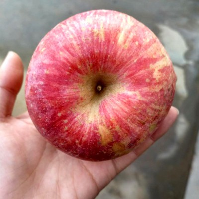 【瑕疵果】23秋烟台栖霞红富士苹果净重5斤 脆甜多汁新鲜水果苹果