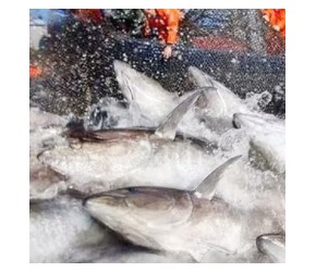 蓝鳍金枪鱼的养殖和捕获，日本消费占全球八成，70公斤需要长5年