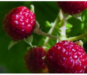 娇嫩的树莓，你知道怎么种植的吗？