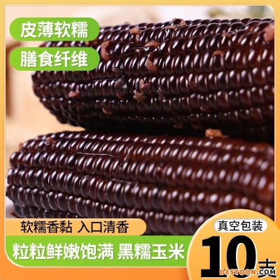 10棒东北黑糯玉米 新鲜现摘黏紫甜玉米棒可代发真空包装 黑玉米