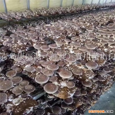 中国出口香菇菌棒香菇菌包蘑菇菌丝平菇菌棒