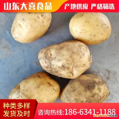 山东蔬菜基地供应小土豆 新鲜农副食品土豆马铃薯 价格面议