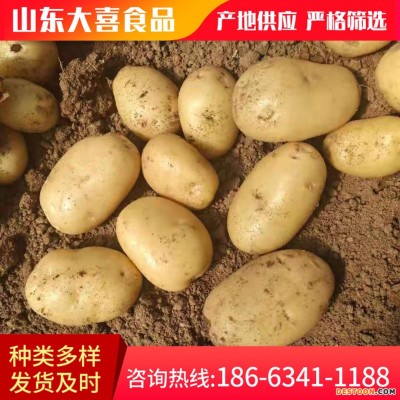 源头厂家基地批发直供新鲜土豆 食用甜糯蔬菜土豆