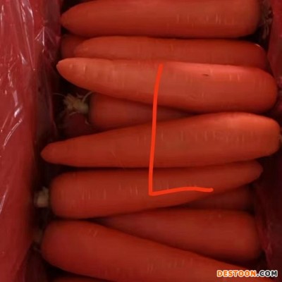 胡萝卜新鲜蔬菜红萝卜当季菜整箱水果小红萝卜5斤装
