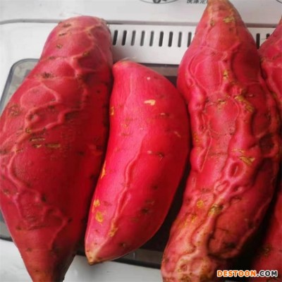 龙轩 大果地瓜新鲜稀壤沙地电烤流油红薯 烟薯25 鲜美香甜
