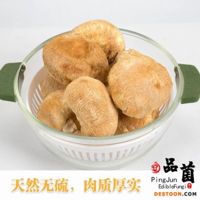 浙江庆元品菌土特产猴头菇干货新鲜食用蘑菇团购一件代发