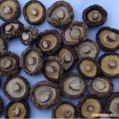 香菇板菇2.0-3.0cm 菇世宝品牌 香菇脚，单双剪 菇脚片 丁丝