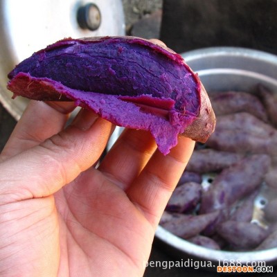 农家自种新鲜紫薯板栗红薯紫心番薯地瓜小紫薯糯甜鲜食加工厂代发