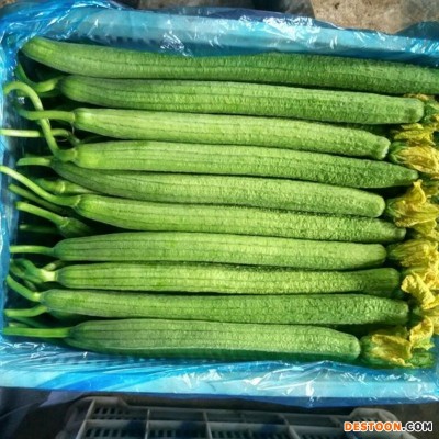 新鲜蔬菜批发 山东寿光现摘丝瓜 鲜嫩绿皮应季蔬菜 一件代发