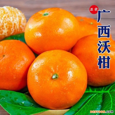 正宗广西沃柑超甜多汁橘子当季新鲜水果批发薄皮桔子现摘现发甜柑