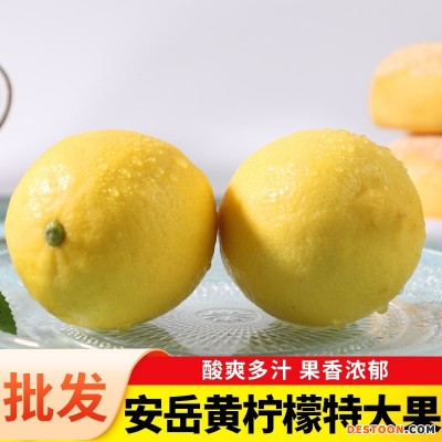 批发现货速发四川安岳新鲜黄柠檬水果皮薄奶茶店商用当季产特大果