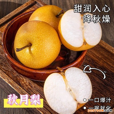 山东秋月梨4.5-5斤大果 新鲜水果梨子
