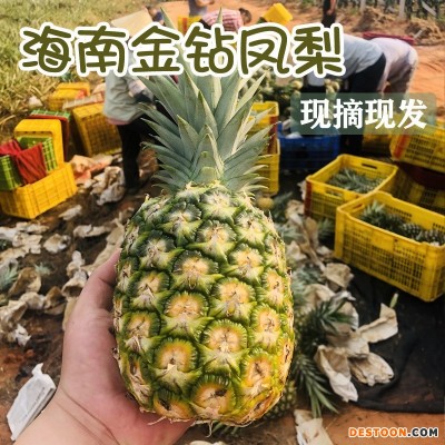 海南金钻凤梨17号新鲜现摘大果礼盒无眼菠萝水果产地直供一件代发
