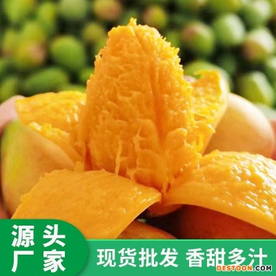 广西小台农芒果 新鲜现摘小台芒应当季热带水果特产整箱产地货源