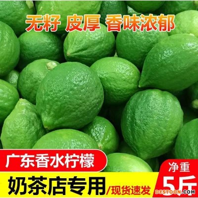 广东香水柠檬无籽一级果产地直发新鲜水果奶茶店专用整箱批发