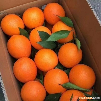 橙子脐橙超甜纽荷尔手剥橙孕妇当季新鲜水果批发包邮厂家批发