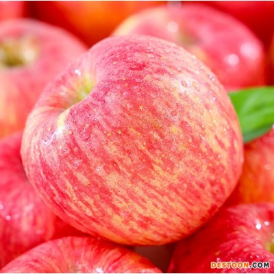 陕西洛川苹果新鲜应季水果脆甜红富士苹果丑洛川苹果批发一件代发