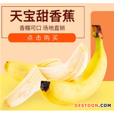 福建漳州天宝精品香蕉农家现摘当季无公害新鲜水果香蕉banana