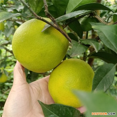 广西纽赫尔脐橙 无核橙子 当季水果现摘6/10斤甜橙子