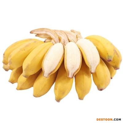 苹果蕉 小米蕉 新鲜香蕉自然熟粉蕉孕妇水果当季小米蕉芭批发代发