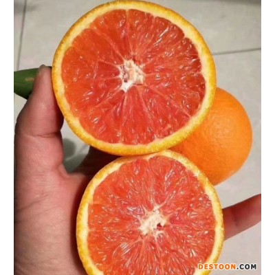 中华红脐橙产地批发 血橙新鲜水果 品质保证