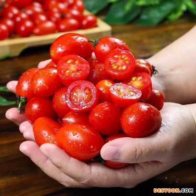 广西圣女果特价小番茄新鲜水果当季番茄整箱蔬菜西红柿包邮