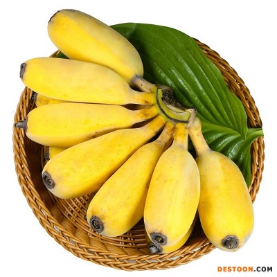 【全年款】广西苹果蕉 当季新鲜现摘孕妇水果特产香蕉粉蕉代发