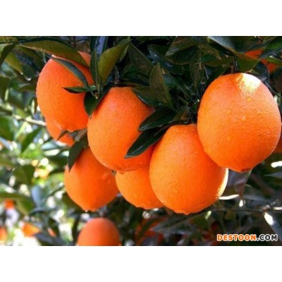 精品纯甜长虹（长红）脐橙 橙子 原产地现摘现发