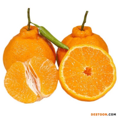 正宗春见耙耙柑原生态柑橘子现摘新鲜水果3斤5斤8斤9斤装一件代发