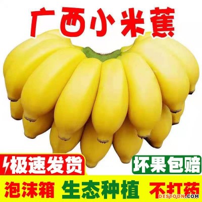 【旗舰店】正宗广西小米蕉香蕉批发整箱10斤芭蕉5非海南皇帝蕉2斤