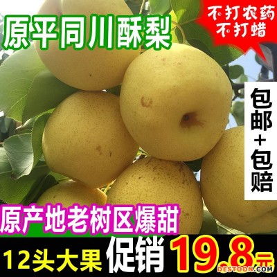 原平同川酥梨12个装当季新鲜水果果园直发爆甜酥梨子大果包邮