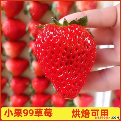 丹东99草莓 新鲜久久红颜东港基地现摘小果九九草莓 烘焙用草莓
