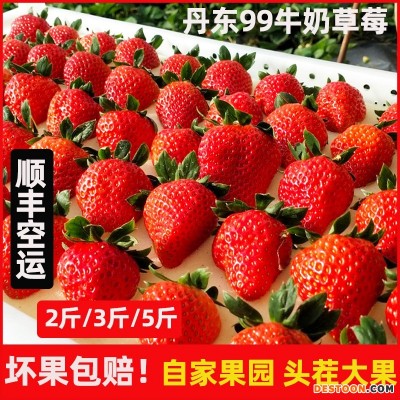 顺丰发货 丹东九九草莓大果 新鲜当季水果奶油红颜大白草莓