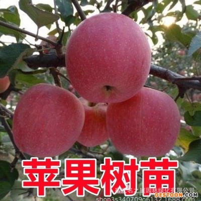 苹果树果苗嫁接红富士冰糖心南方北方种植盆栽地栽当年结果苹果苗