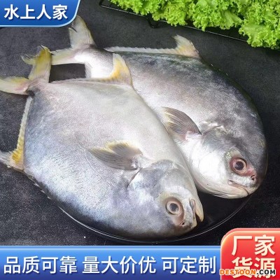 【纯野生】批发冷冻400g大金昌鱼平新鲜金鲳鱼鲜活鱼海深海海鲜