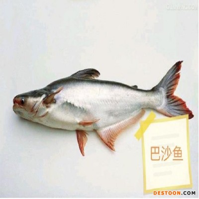 人工饲养巴沙鱼 活鱼发货 农业水产鱼类 市场青睐鱼种